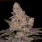 Archive Seed Bank-Slurricane
