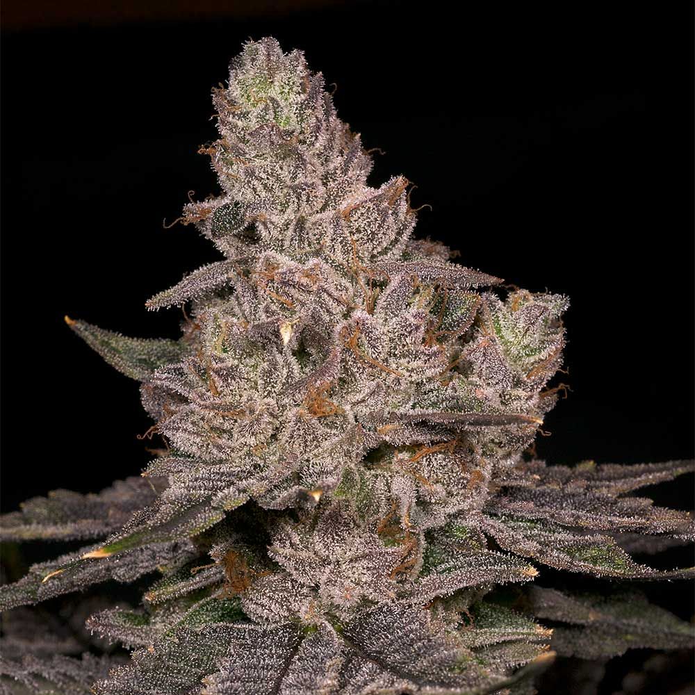 Archive Seed Bank-Slurricane