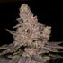 Archive Seed Bank-Slurricane
