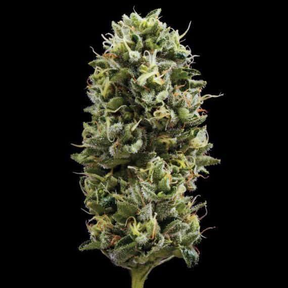 DNA Genetics-Snack Pack