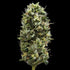 DNA Genetics-Snack Pack