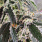 Always Be Flowering (ABF)-Snow Globe