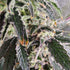 Always Be Flowering (ABF)-Snow Globe