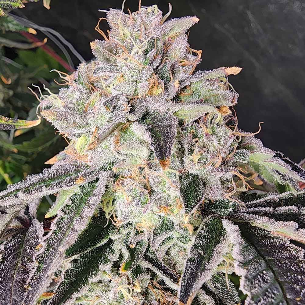 Always Be Flowering (ABF)-Snow Globe