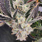 Always Be Flowering (ABF)-Snow Globe