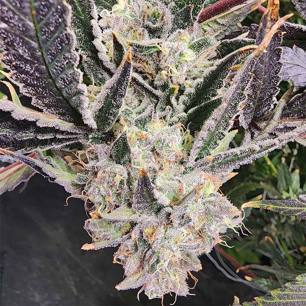 Always Be Flowering (ABF)-Snow Globe