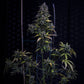 Mephisto Genetics-S.O.D.K.