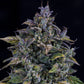 Mephisto Genetics-S.O.D.K.