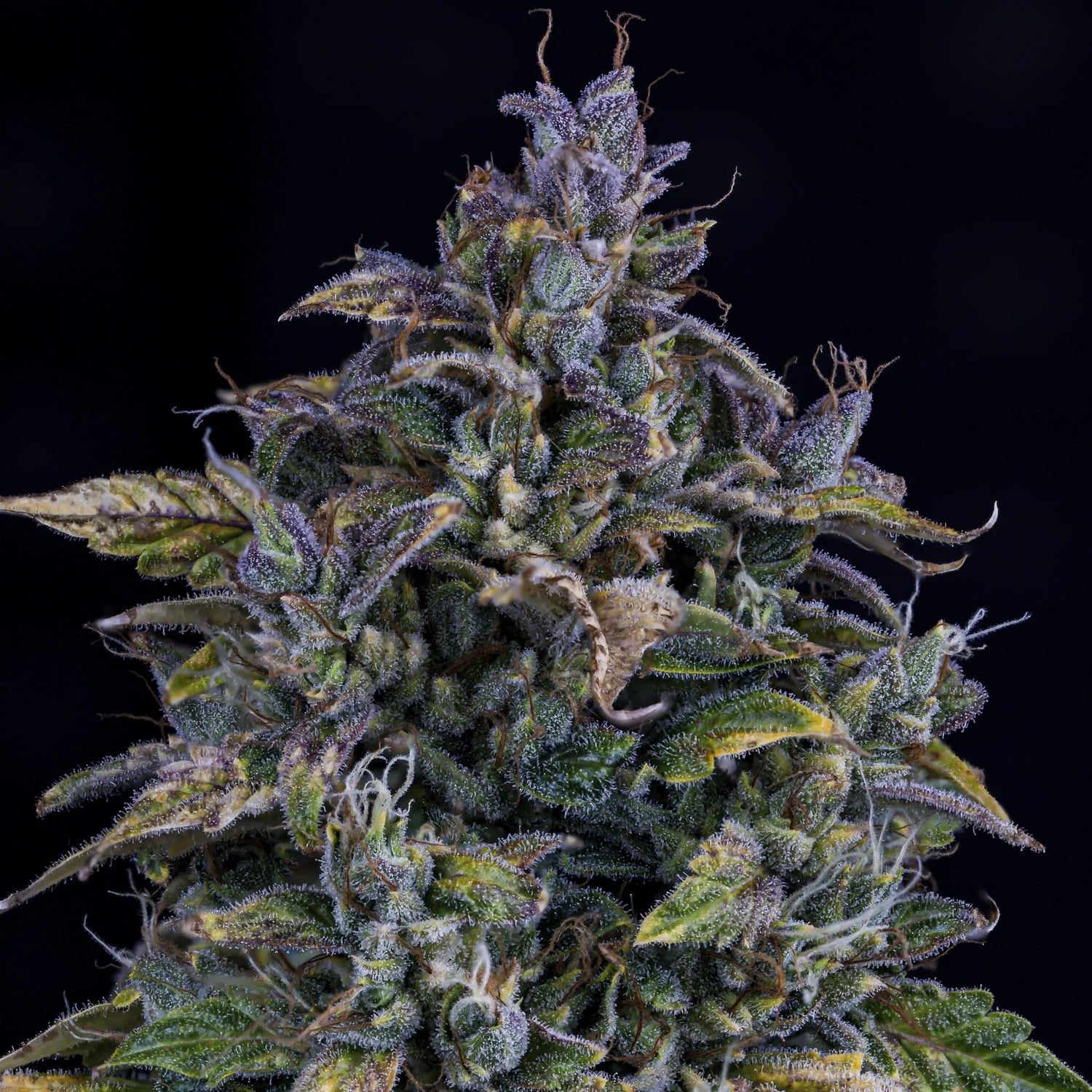 Mephisto Genetics-S.O.D.K.