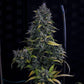Mephisto Genetics-S.O.D.K.