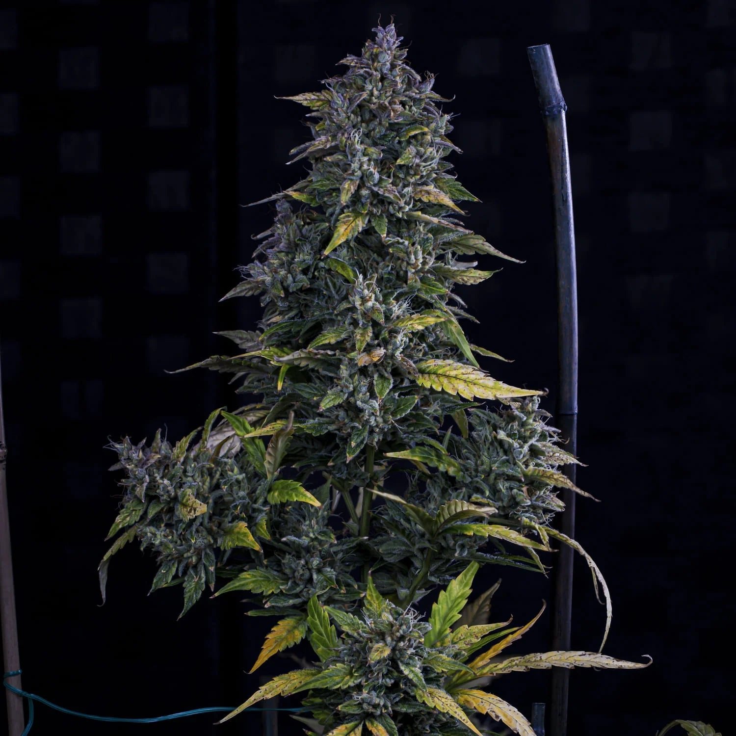 Mephisto Genetics-S.O.D.K.