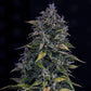 Mephisto Genetics-S.O.D.K.