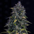 Mephisto Genetics-S.O.D.K.