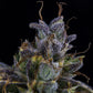 Mephisto Genetics-S.O.D.K.