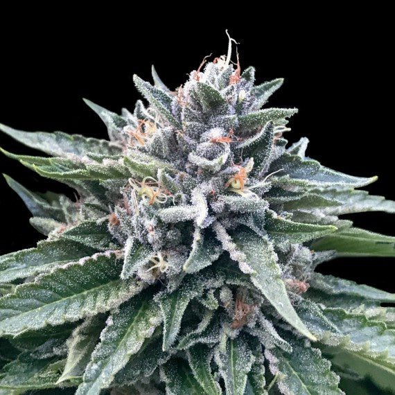 DNA Genetics-Sorbet 4