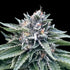 DNA Genetics-Sorbet 4
