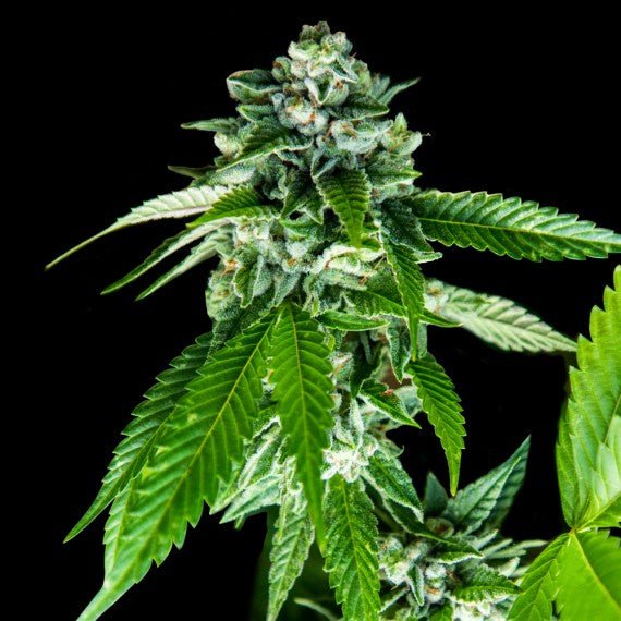 DNA Genetics-Sorbet Dreams