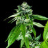 DNA Genetics-Sorbet Dreams