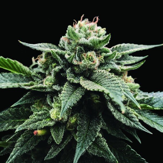 DNA Genetics-Sorbet Stash