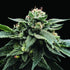 DNA Genetics-Sorbet Stash