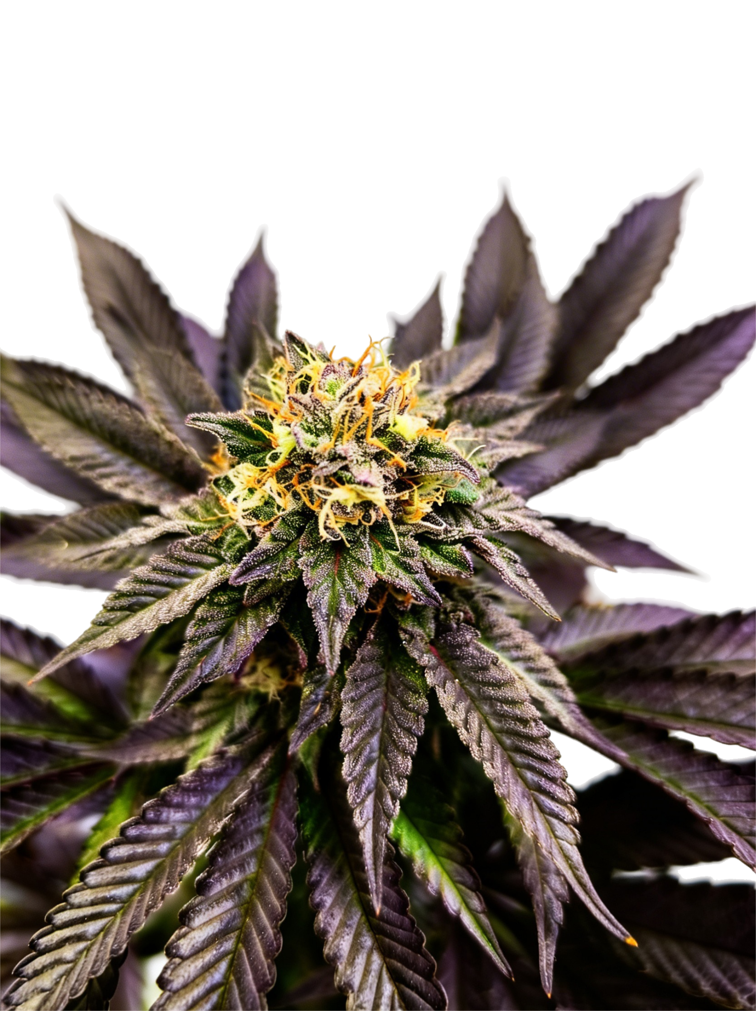 Grateful Seeds-Soul Berry