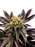 Grateful Seeds-Soul Berry