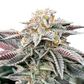 Grateful Seeds-Sour Burger