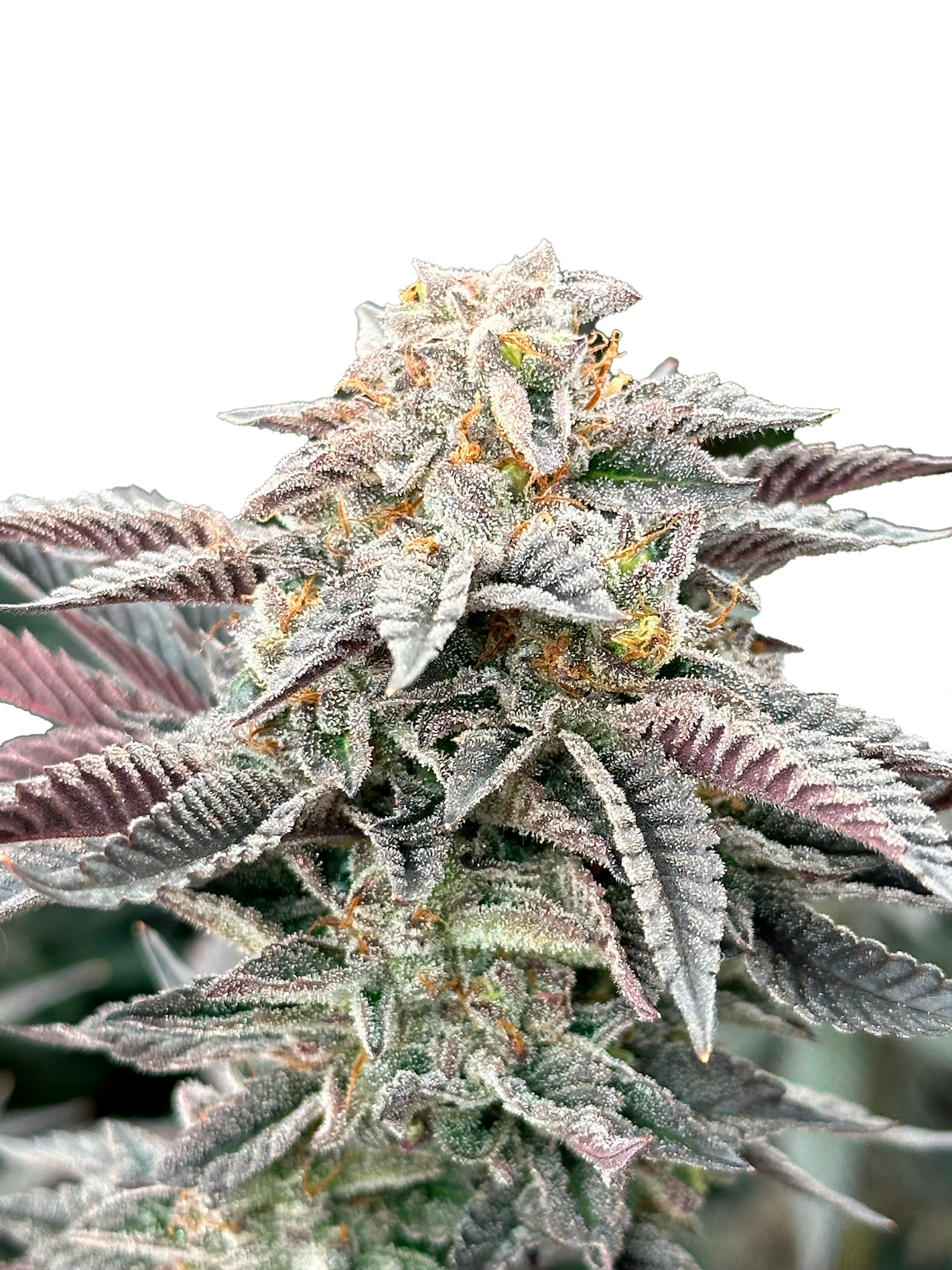Grateful Seeds-Sour Burger