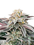 Grateful Seeds-Sour Burger