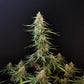 Sour Diesel Auto - Cannaseuse - Curated Genetics - 42 Fast Buds