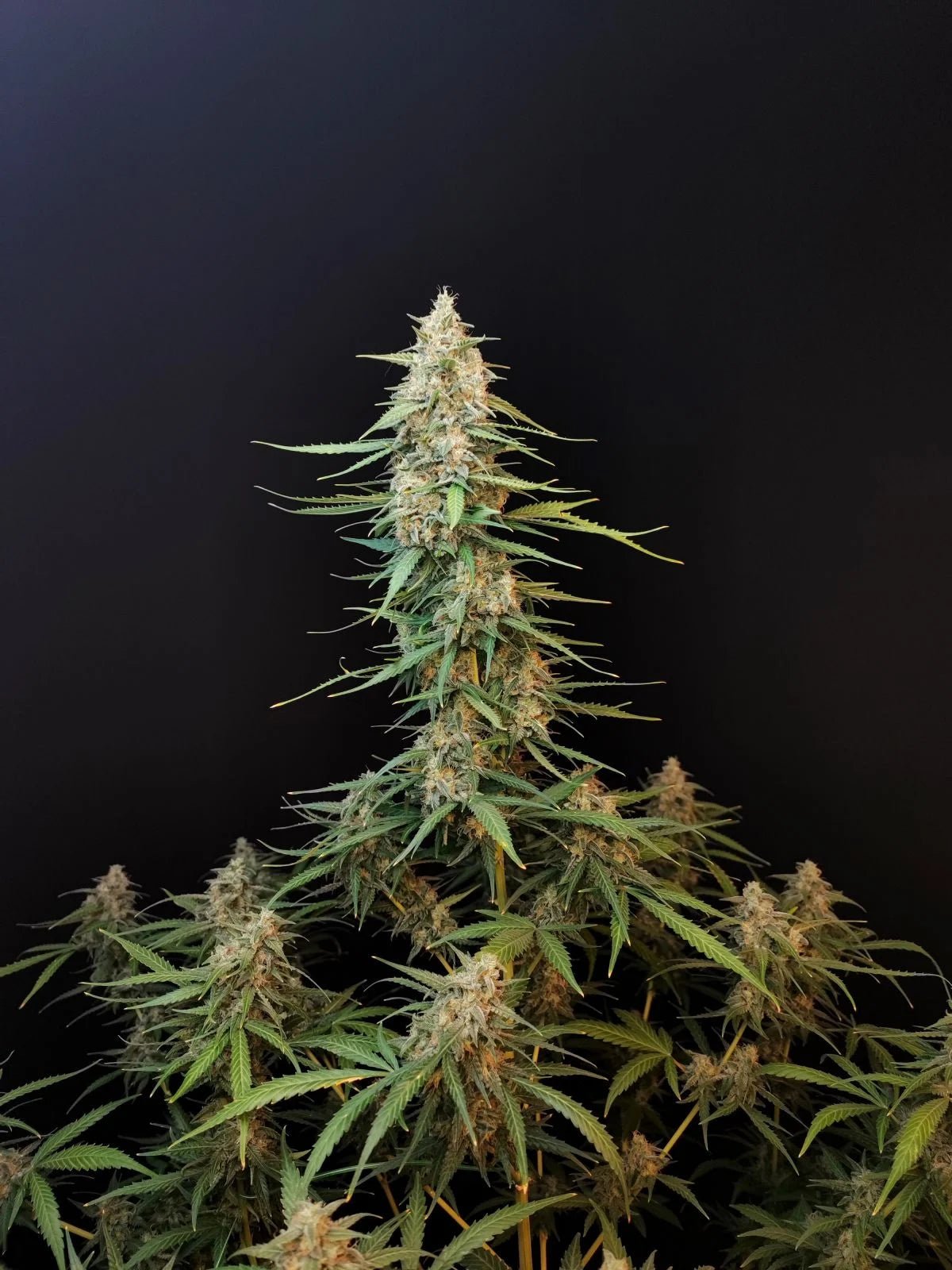 Sour Diesel Auto - Cannaseuse - Curated Genetics - 42 Fast Buds