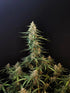 Sour Diesel Auto - Cannaseuse - Curated Genetics - 42 Fast Buds