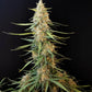 Sour Diesel Auto - Cannaseuse - Curated Genetics - 42 Fast Buds