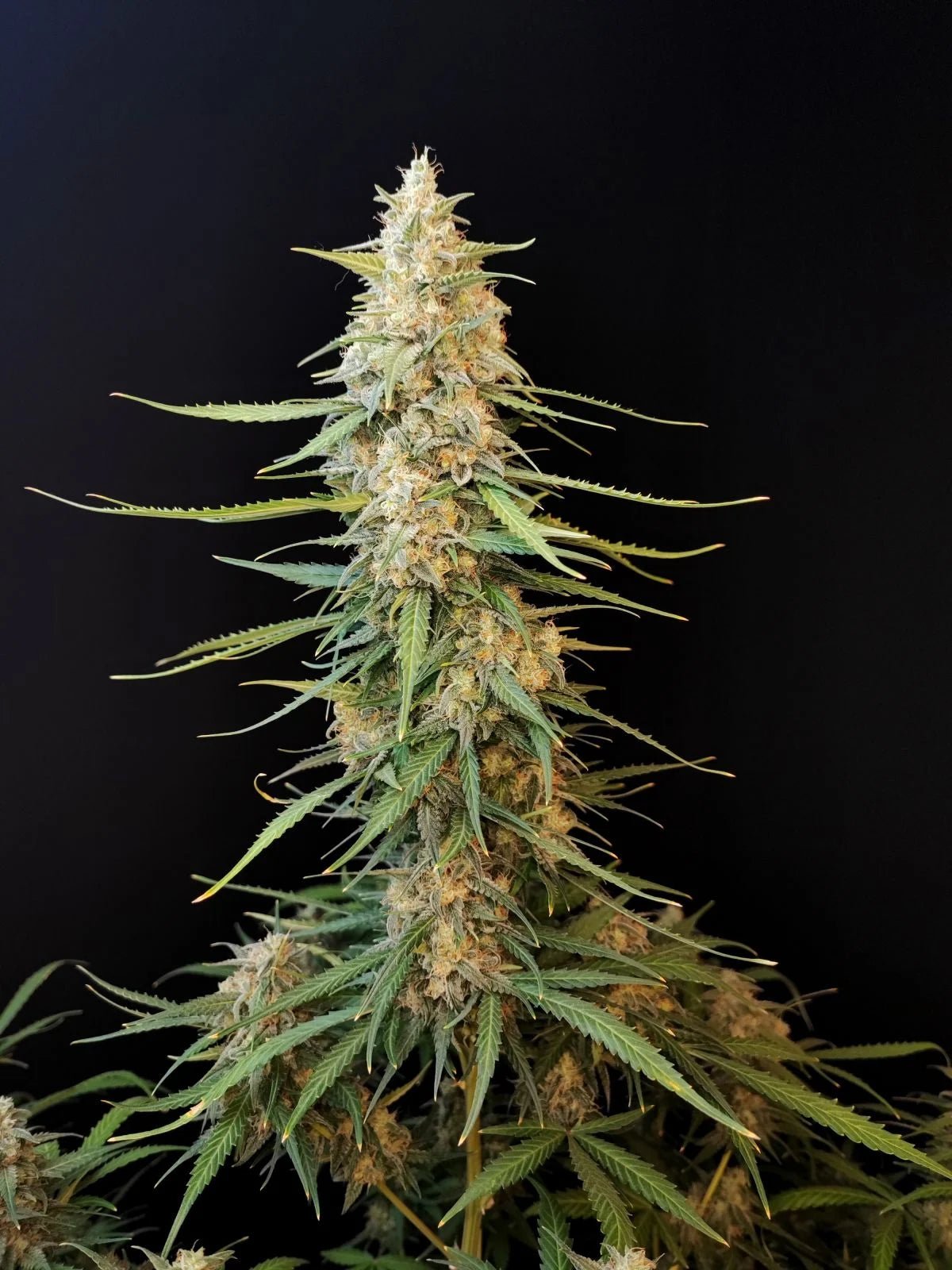 Sour Diesel Auto - Cannaseuse - Curated Genetics - 42 Fast Buds