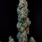Sour Diesel Auto - Cannaseuse - Curated Genetics - 42 Fast Buds