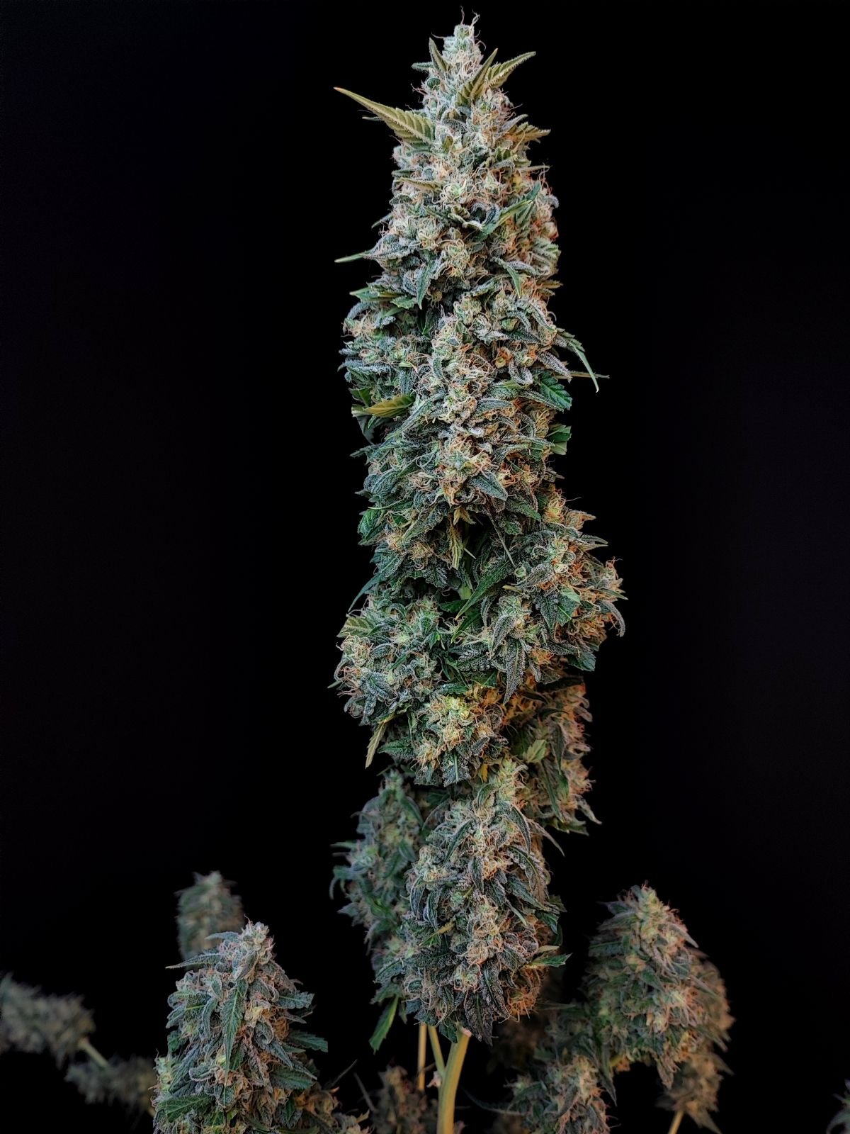 Sour Diesel Auto - Cannaseuse - Curated Genetics - 42 Fast Buds