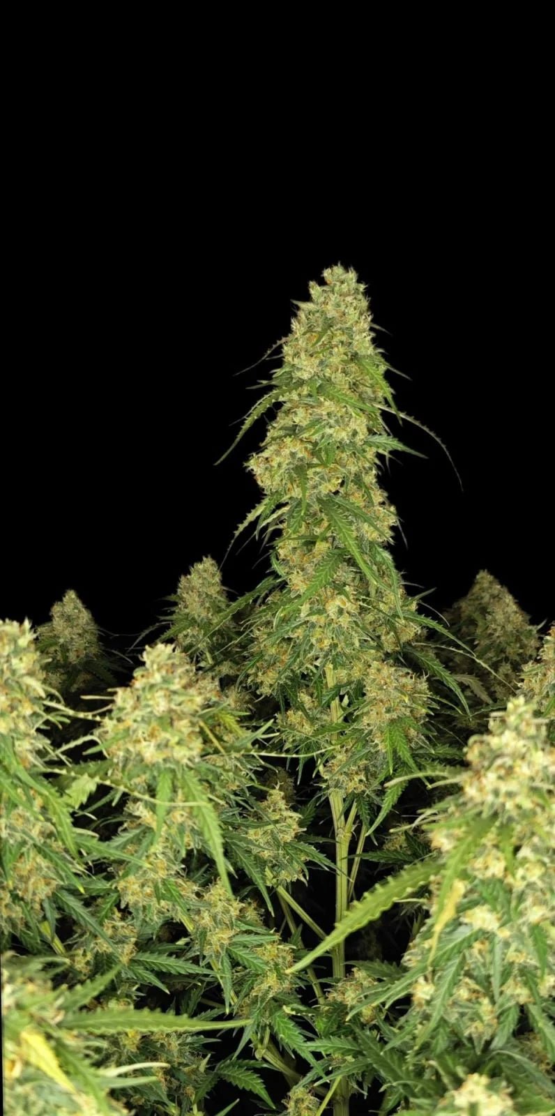 Sour Jealousy Auto™ - Cannaseuse - Curated Genetics - 42 Fast Buds