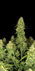 Sour Jealousy Auto™ - Cannaseuse - Curated Genetics - 42 Fast Buds