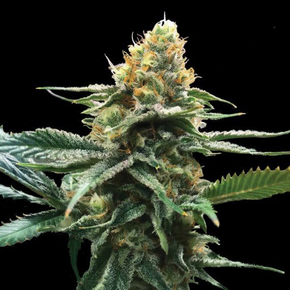 DNA Genetics-Sour Sorbet