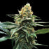 DNA Genetics-Sour Sorbet