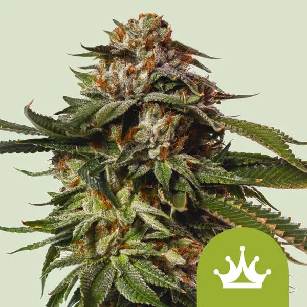 Special Queen 1 Auto - Cannaseuse - Curated Genetics - Royal Queen Seeds