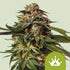 Special Queen 1 Auto - Cannaseuse - Curated Genetics - Royal Queen Seeds