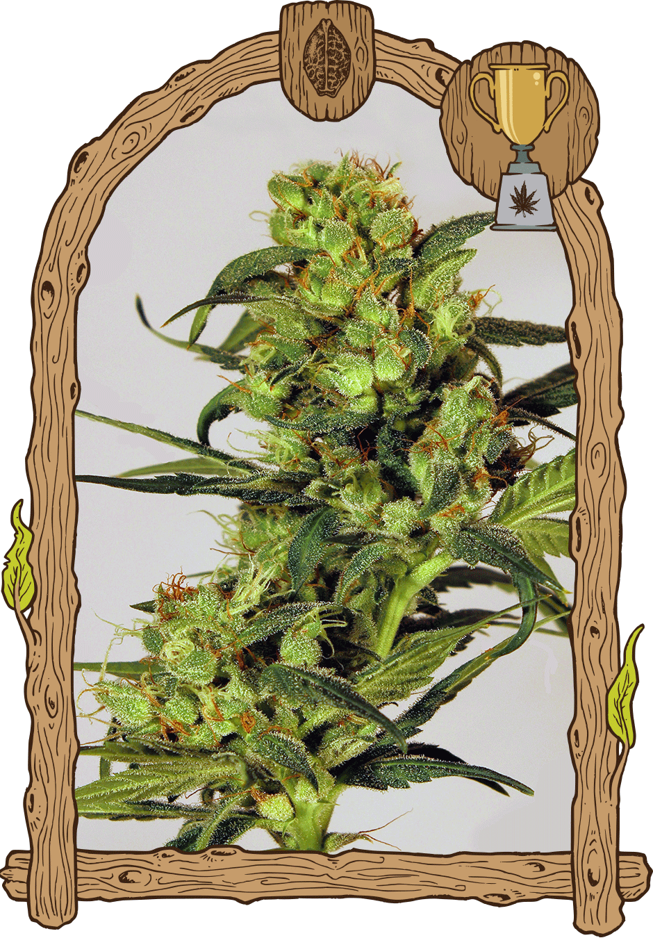 Exotic Seed-Spicy Bitch