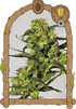 Exotic Seed-Spicy Bitch