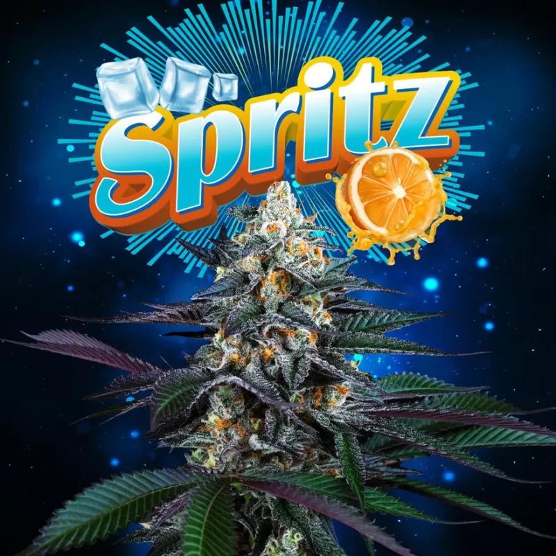 Perfect Tree Seeds-Spritz