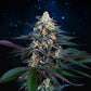 Perfect Tree Seeds-Spritz
