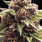 Humboldt Seed Company-Squirt