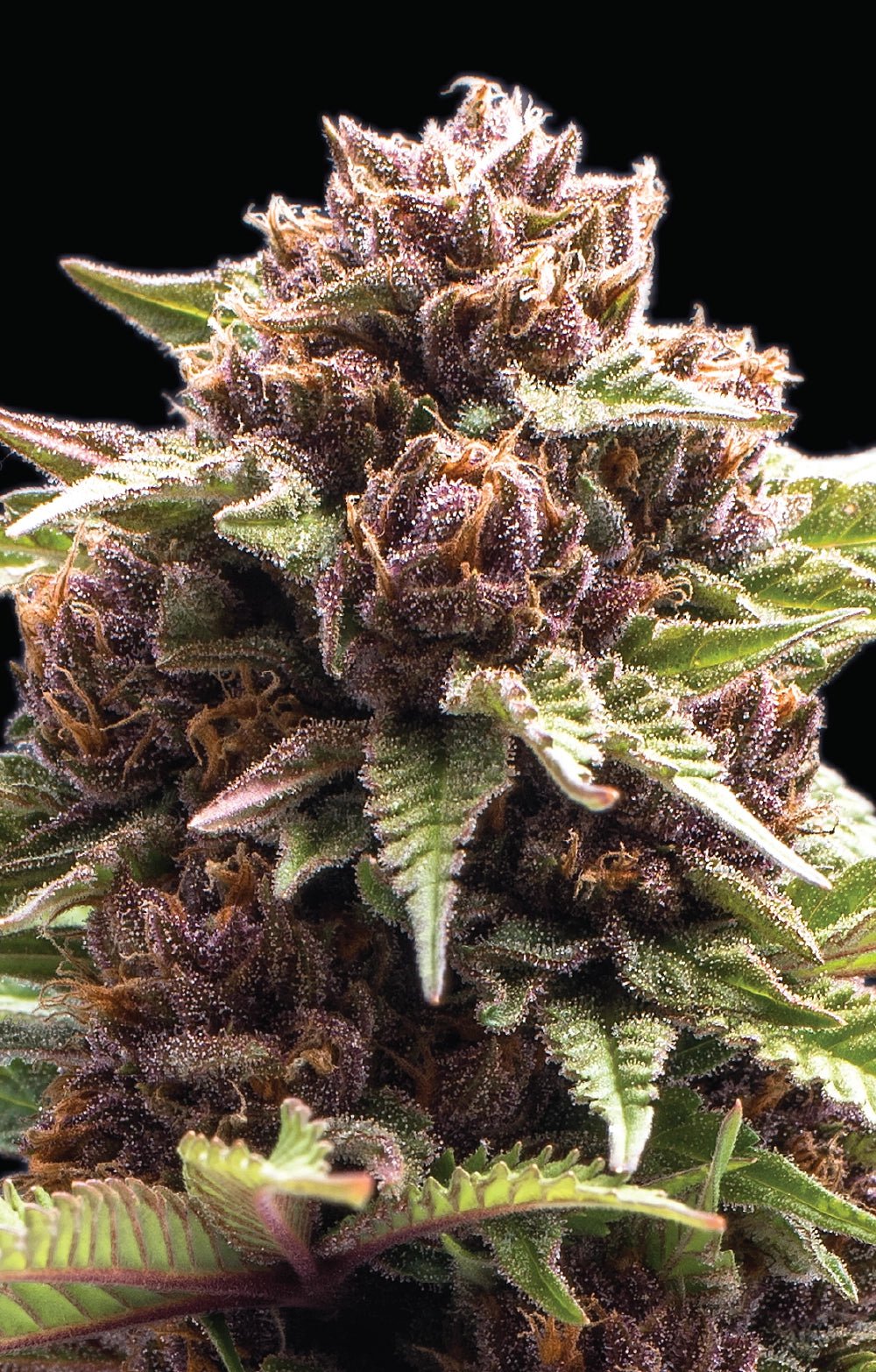 Humboldt Seed Company-Squirt