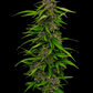 Humboldt Seed Company-Squirt