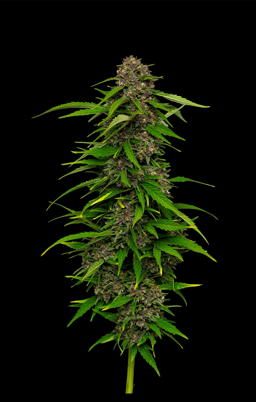 Humboldt Seed Company-Squirt